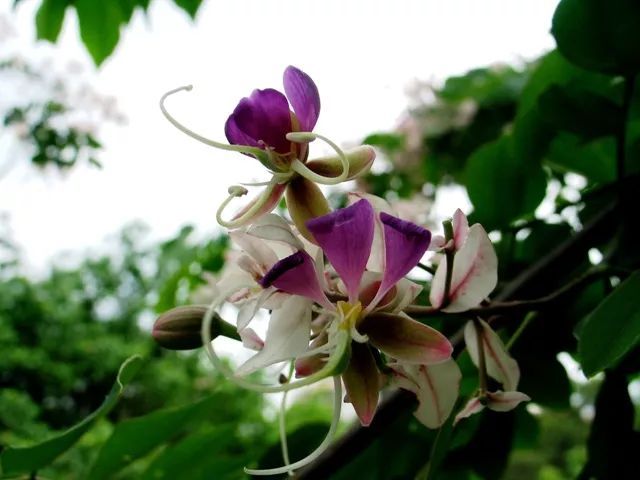 100种常见观叶植物图鉴史上最全,农村常见的100种植物