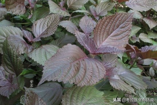 海鲜过敏中医解释,海鲜过敏了最简单的处理方法中医