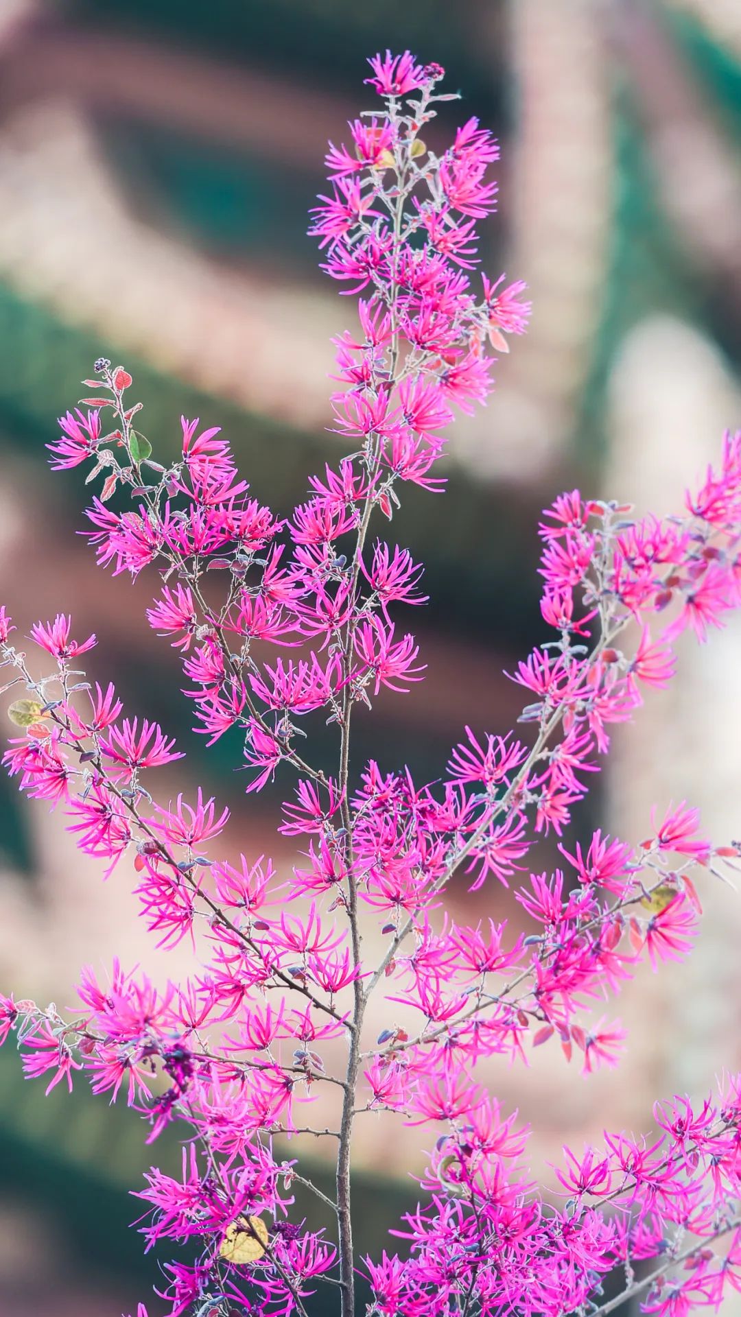 黄鹤楼细支神秘花园,黄鹤楼神秘花园