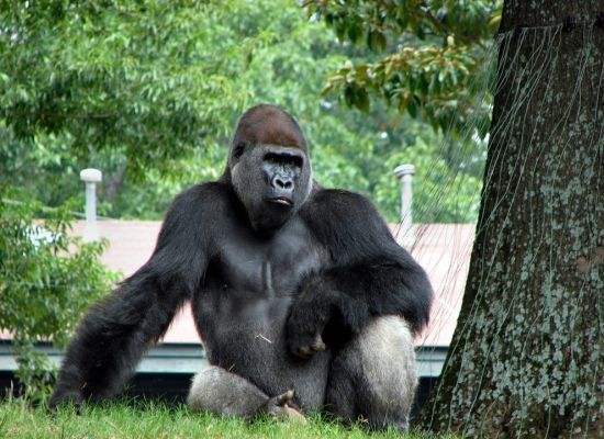 2007年刚果大猩猩被杀,乌干达大猩猩入狱11年