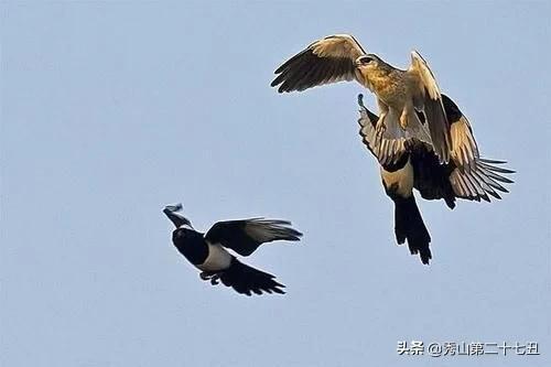 为什么老鹰等猛禽不吃喜鹊,老鹰毒蛇都敢吃为何喜鹊不敢呢