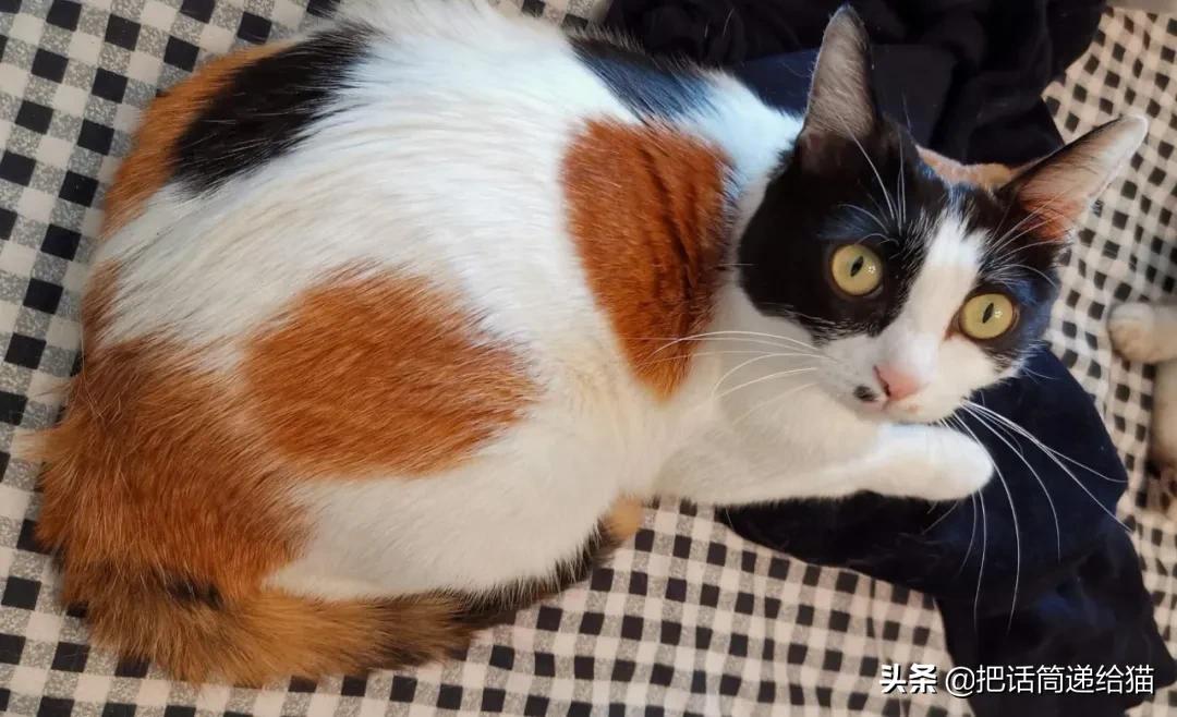 求助！我的猫以为自己是我妈怎么办？