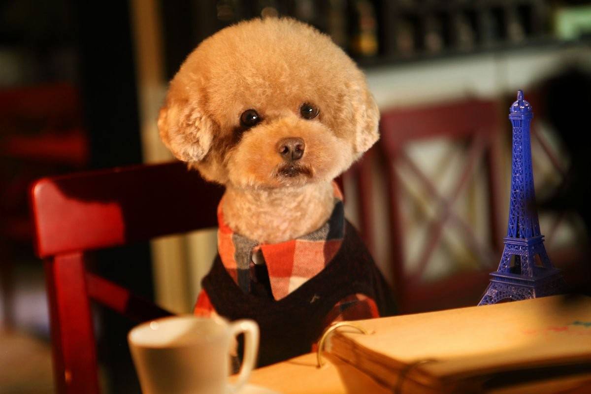 好养的狗狗推荐中小型犬不掉毛,哪种狗狗最好养不掉毛易训狗