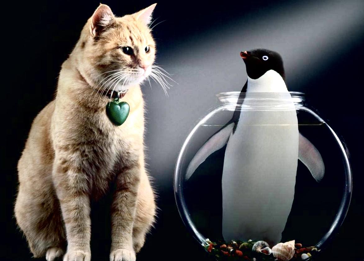 你的QQ被冻结，一觉醒来不能用了？小心！你的猫也会被“冻结”