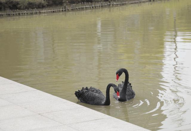 深圳这所大学也太安逸了!