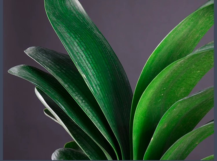 君子兰开花期间可以换盆吗,君子兰开花可以换盆浇透水吗