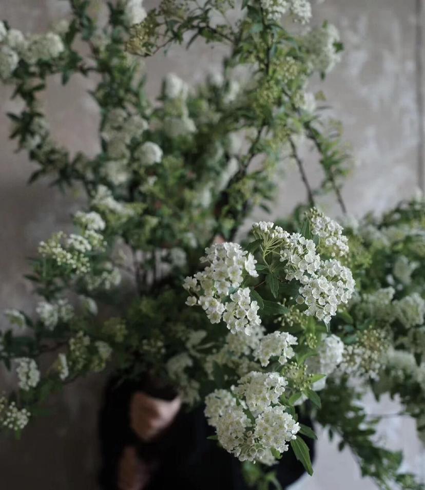 植库‖浪漫清新的小手球，为你带来氧气小森林