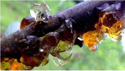 专治樱桃树流胶高效药,樱桃树流胶处理方法