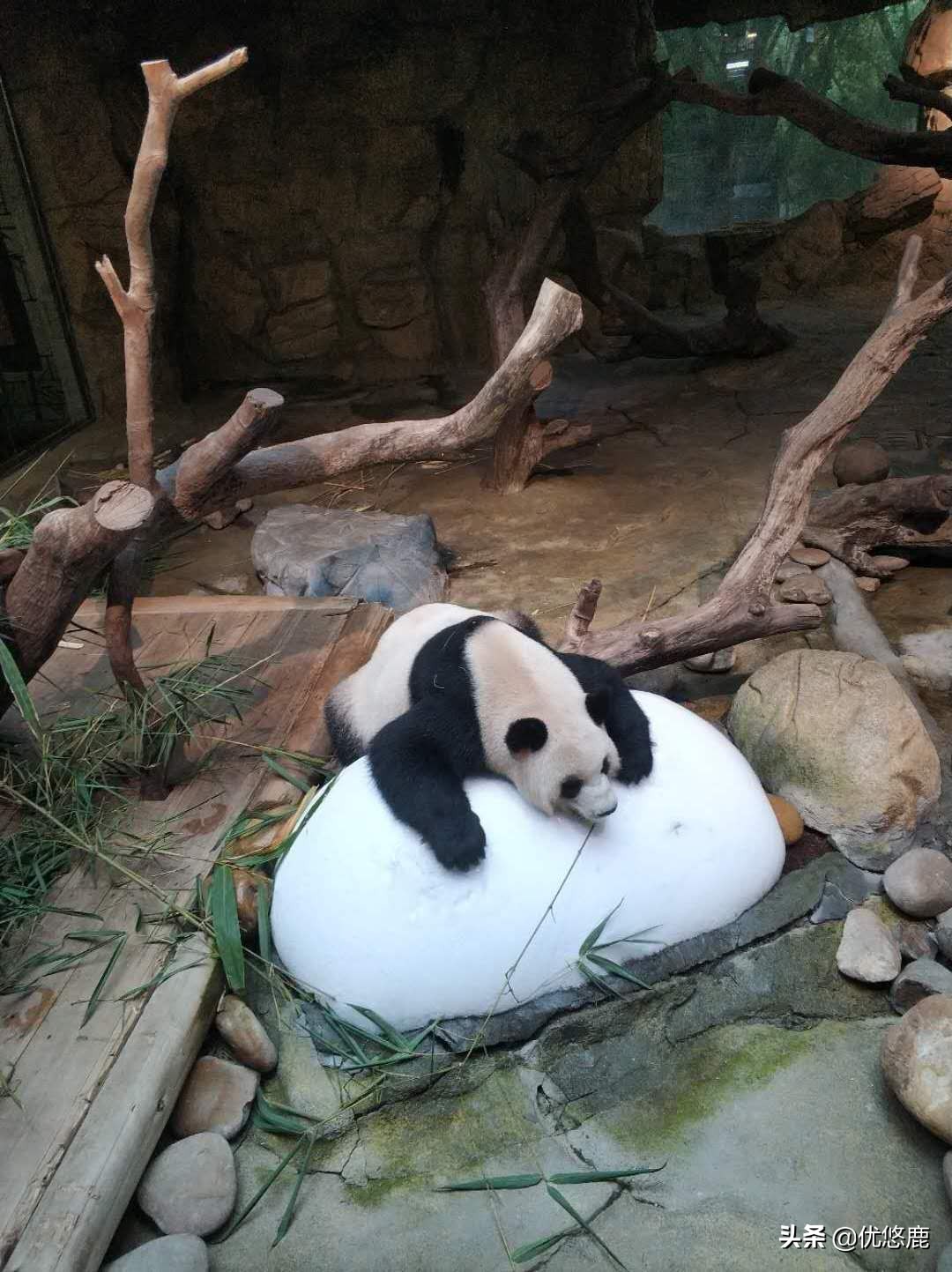 广州长隆野生动物园自驾大马戏,广州长隆野生动物园攻略马戏表演