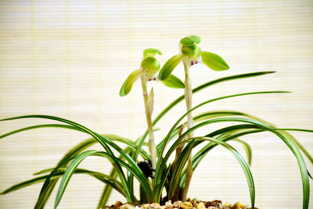 春天养墨兰,春天养君子兰要点