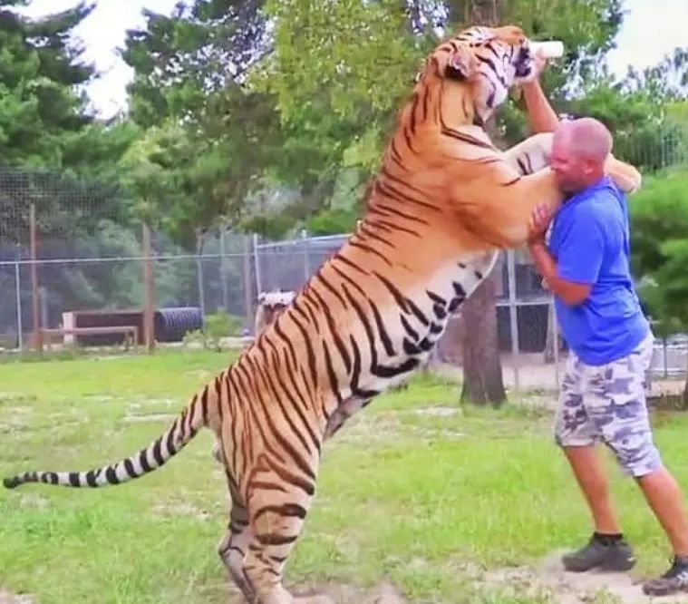 东北虎下山进村伤人老虎被鹅咬,东北虎下山进村伤人最后怎么样了