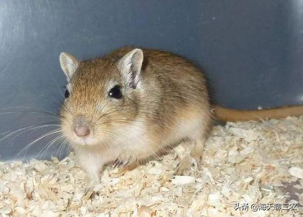 仓鼠养殖攻略,仓鼠的养殖攻略