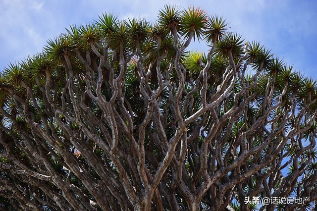 世界最奇特的树的介绍,世界最奇异的十大树木图片