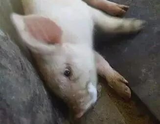 猪常见病用药大全,夏季猪的常见疾病及预防措施