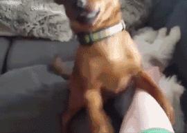 狗吃醋起来比男朋友还难哄,狗子这才是哄女朋友的正确方式