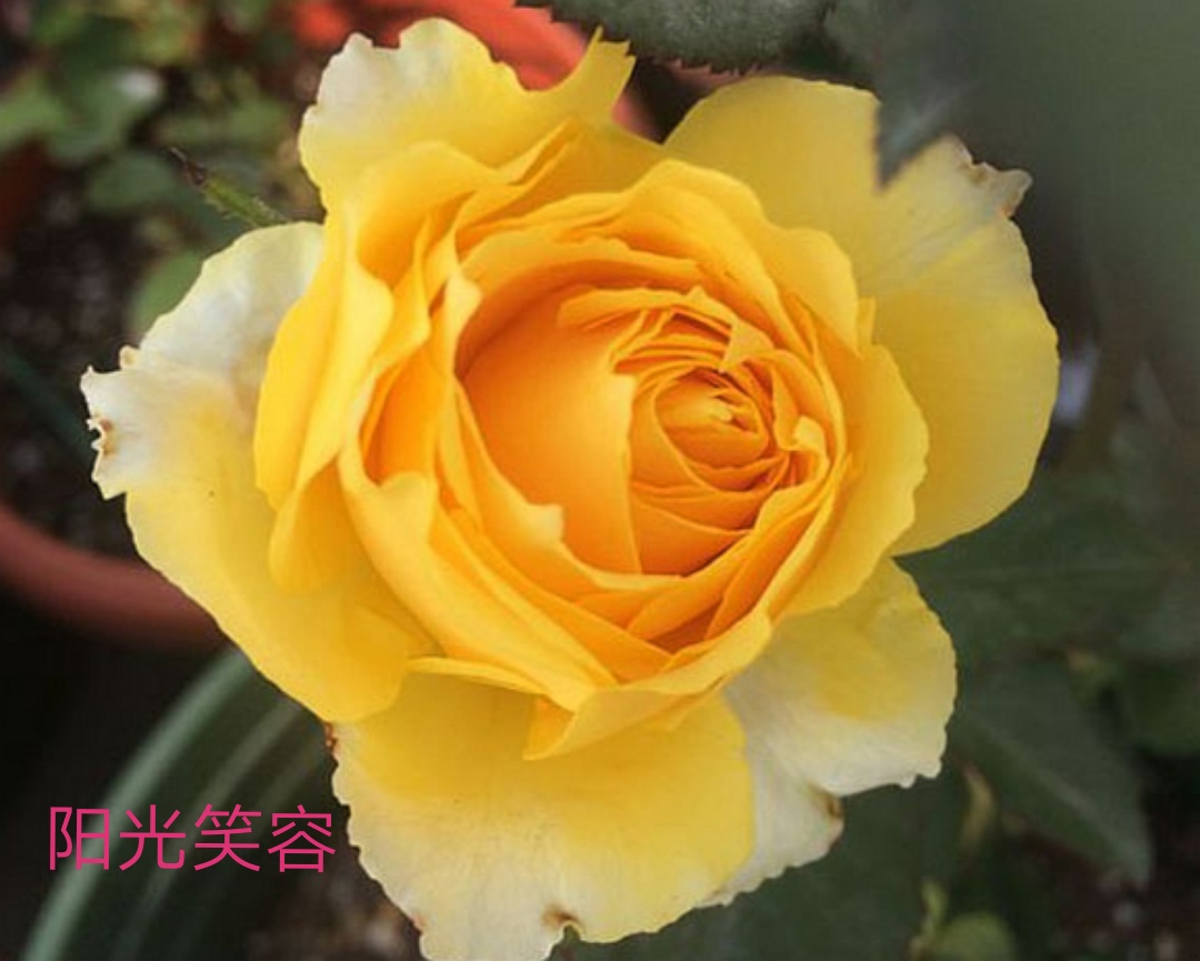 适合做切花的月季品种,十大公认最好切花月季