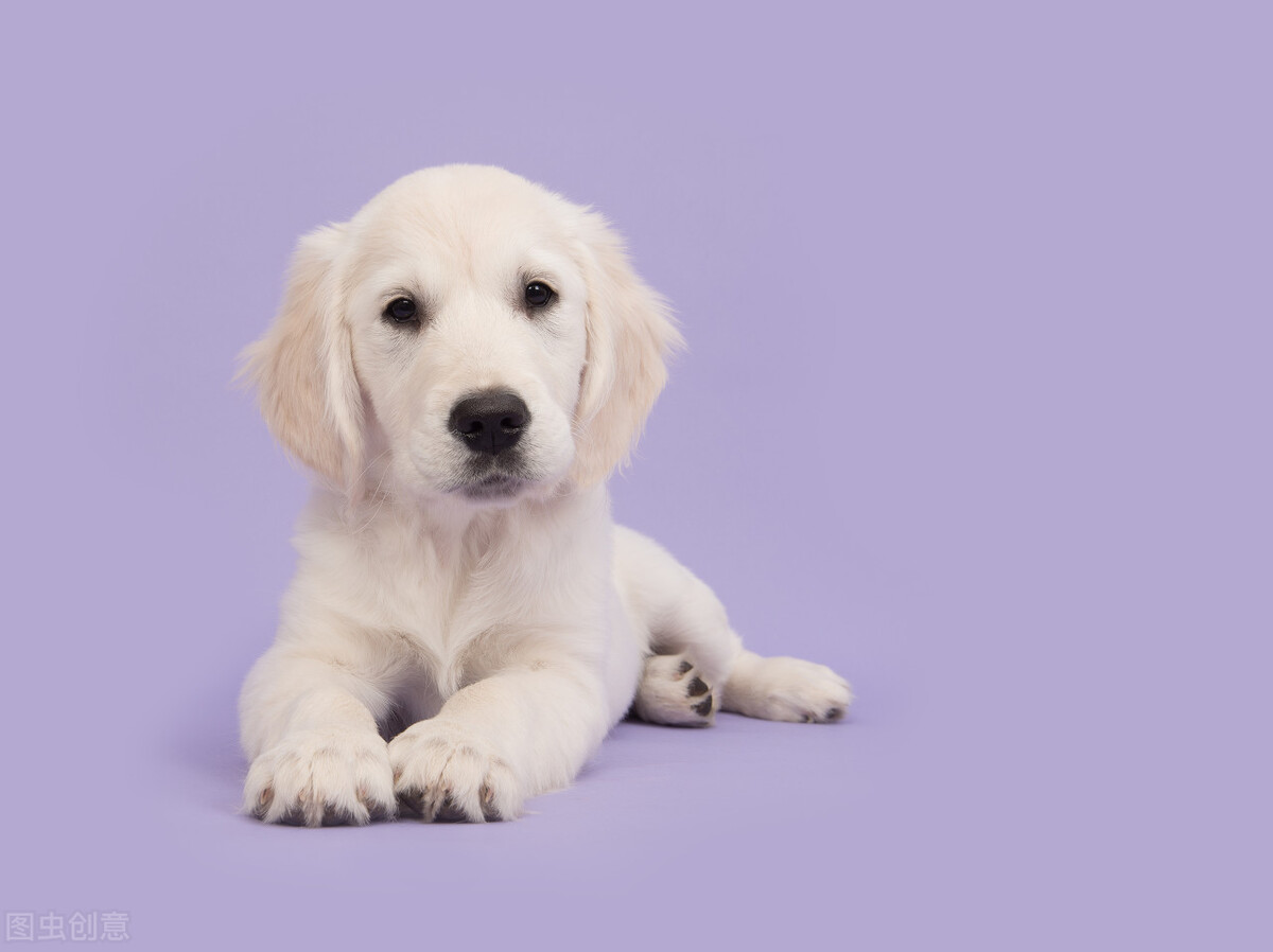 狗狗拉肚子带血治病多少钱,狗狗拉肚子带一点点血