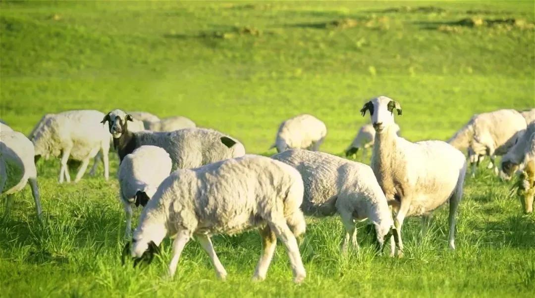 内蒙古锡林郭勒吃羊肉,内蒙古锡林郭勒羊肉整只