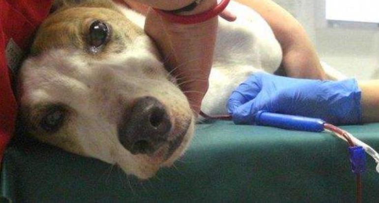 狗狗能不能吃溏心鸡蛋,狗狗肾衰竭可以吃鸡蛋吗