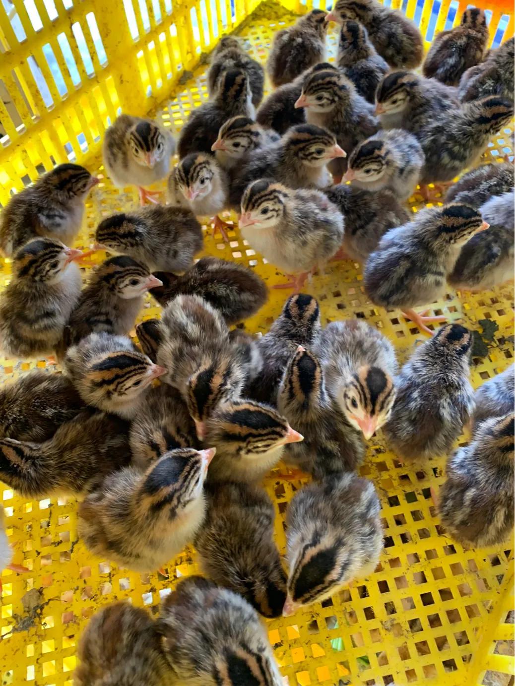 合浦山口镇顺剑家禽批发,广西秉信家禽