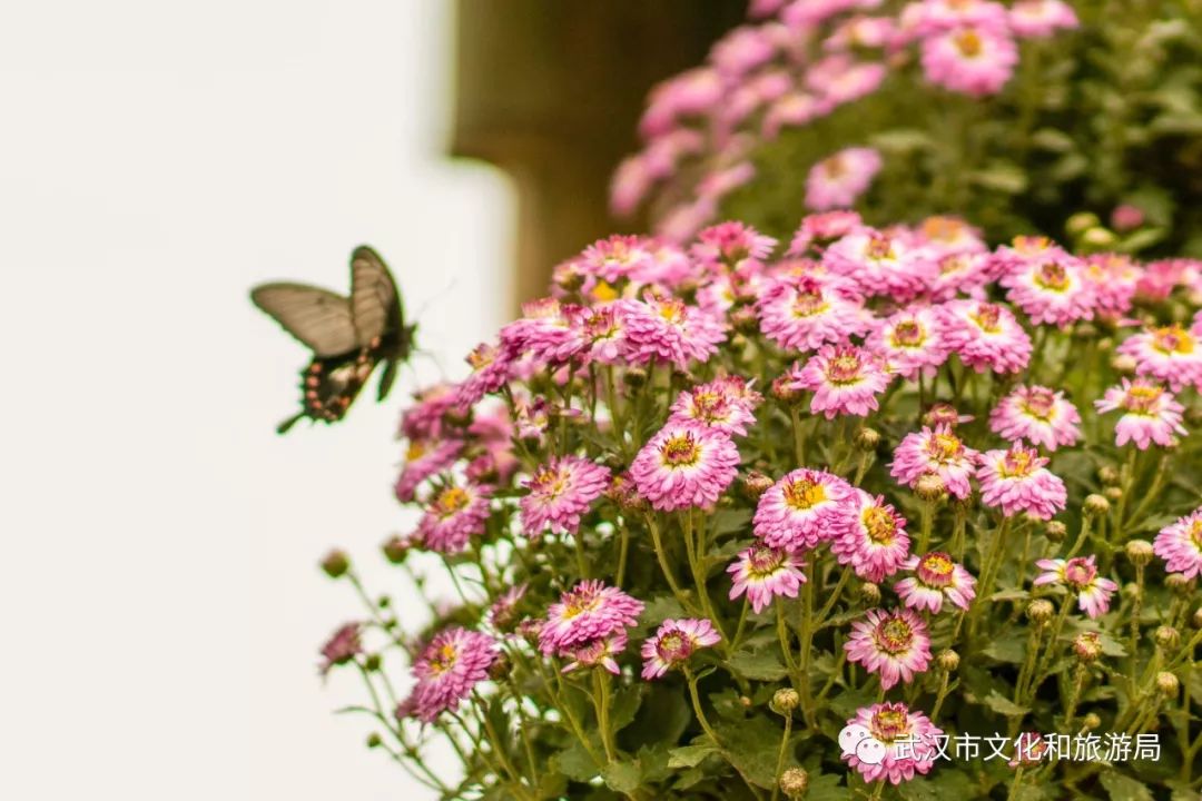 花点时间游黄陂,花点时间游武汉