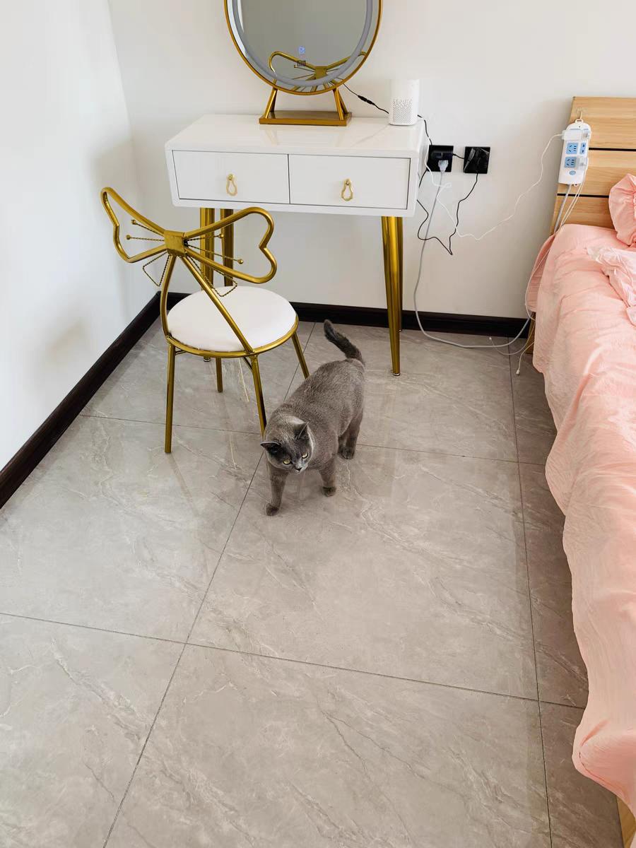 猫可以吃仓鼠饲料吗,猫可以吃鸡肉狗粮吗