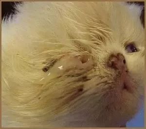 猫鼻支是怎么诊断的，又该怎么办呢？|猫鼻支治疗方法一览