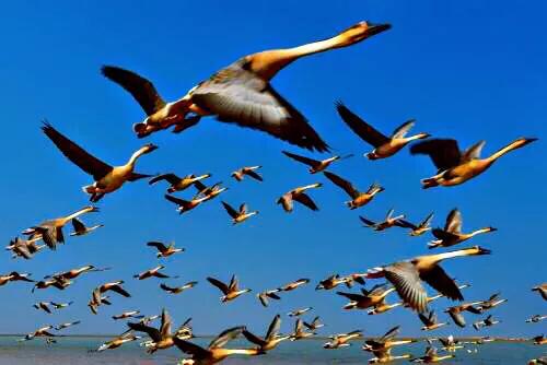 大雁属于杂食性的水禽,大雁最大品种