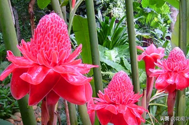 什么花开得好看又好养,开花非常好看且又好养