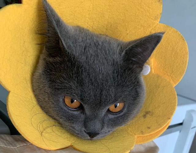 为什么要打完疫苗才能给宠物绝育,为什么这么多人都想给宠物做绝育