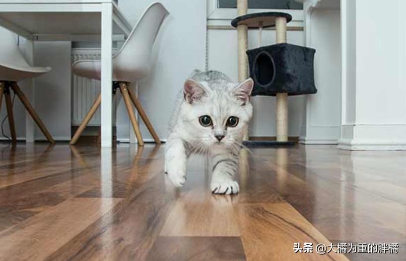 如果猫咪在家里乱蹦乱跳会怎么办,如果你家猫咪调皮怎么办