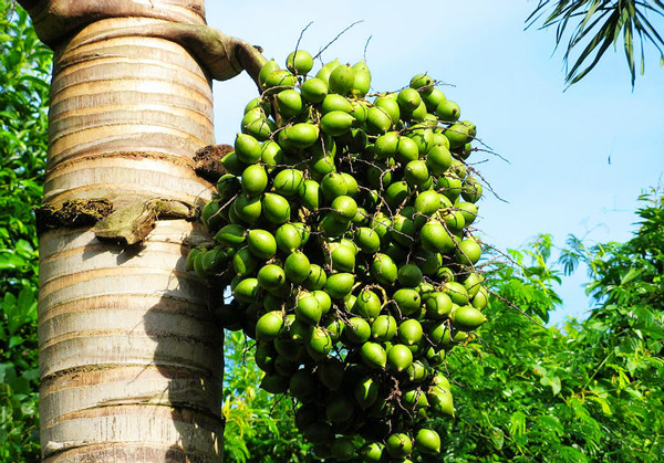 槟榔吃多了有哪些害处,槟榔吃多了对身体有什么危害吗