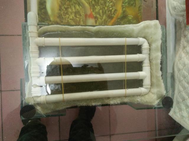 观赏鱼过度喂养会出现什么问题,养观赏鱼一定要用硝化细菌吗