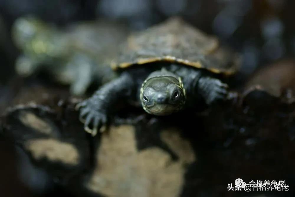 草龟为啥是国龟,体型小的国龟