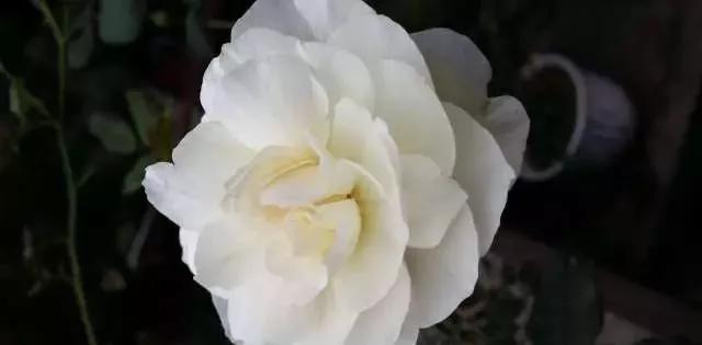 100种玫瑰图片大全,介绍100种不同品种的玫瑰视频