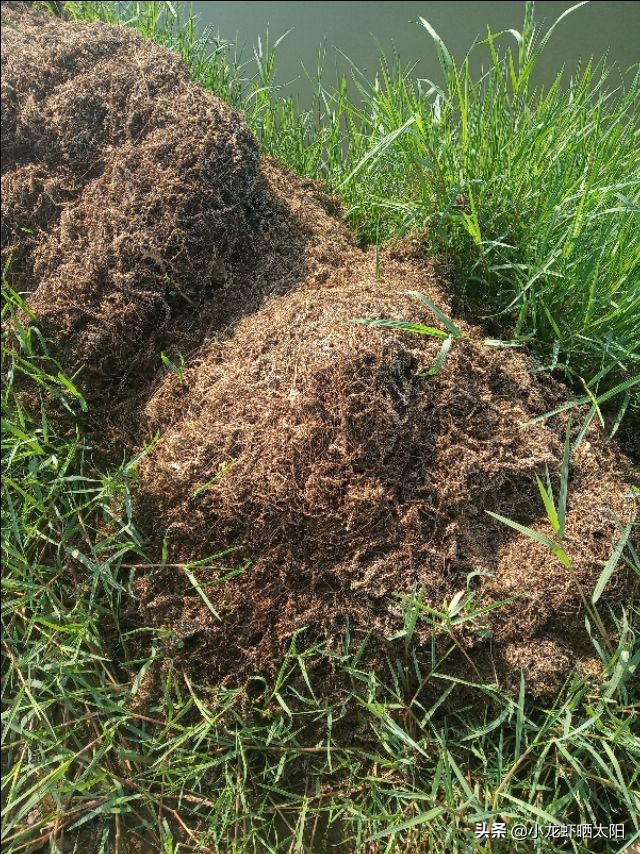 小龙虾塘口伊乐藻水草什么时候种,伊乐藻可以养高温虾吗