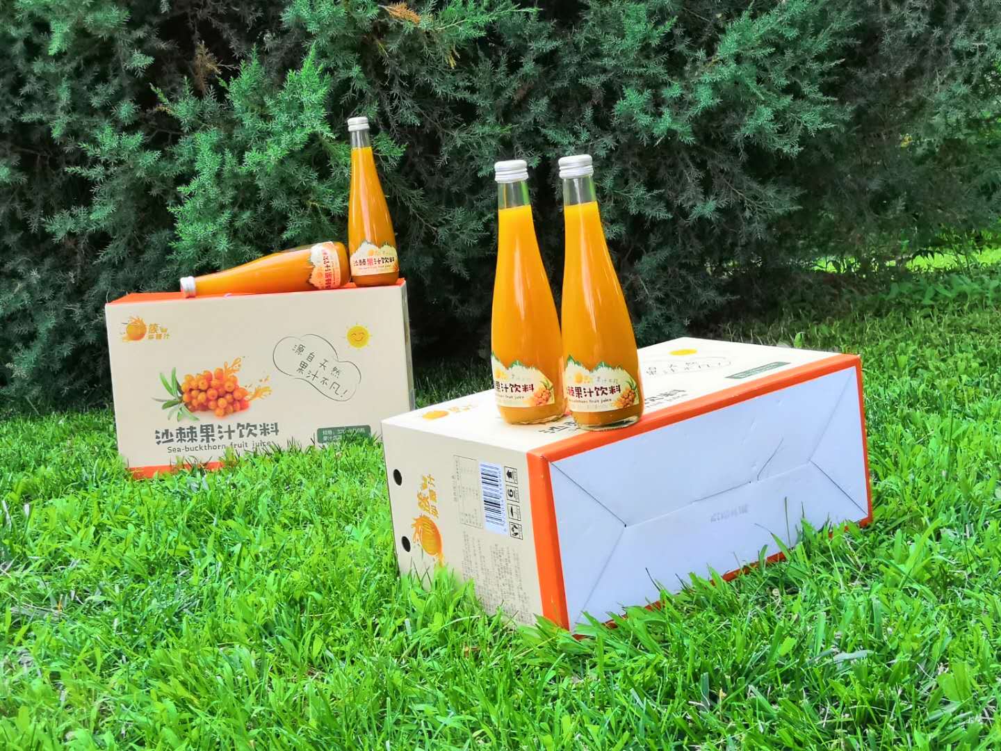 沙棘籽油的功效与作用喝法,沙棘籽油的功效与作用有哪些