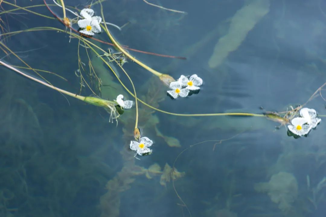 丽江是一个让人念念不忘的地方,丽江一个充满诗情画意的地方