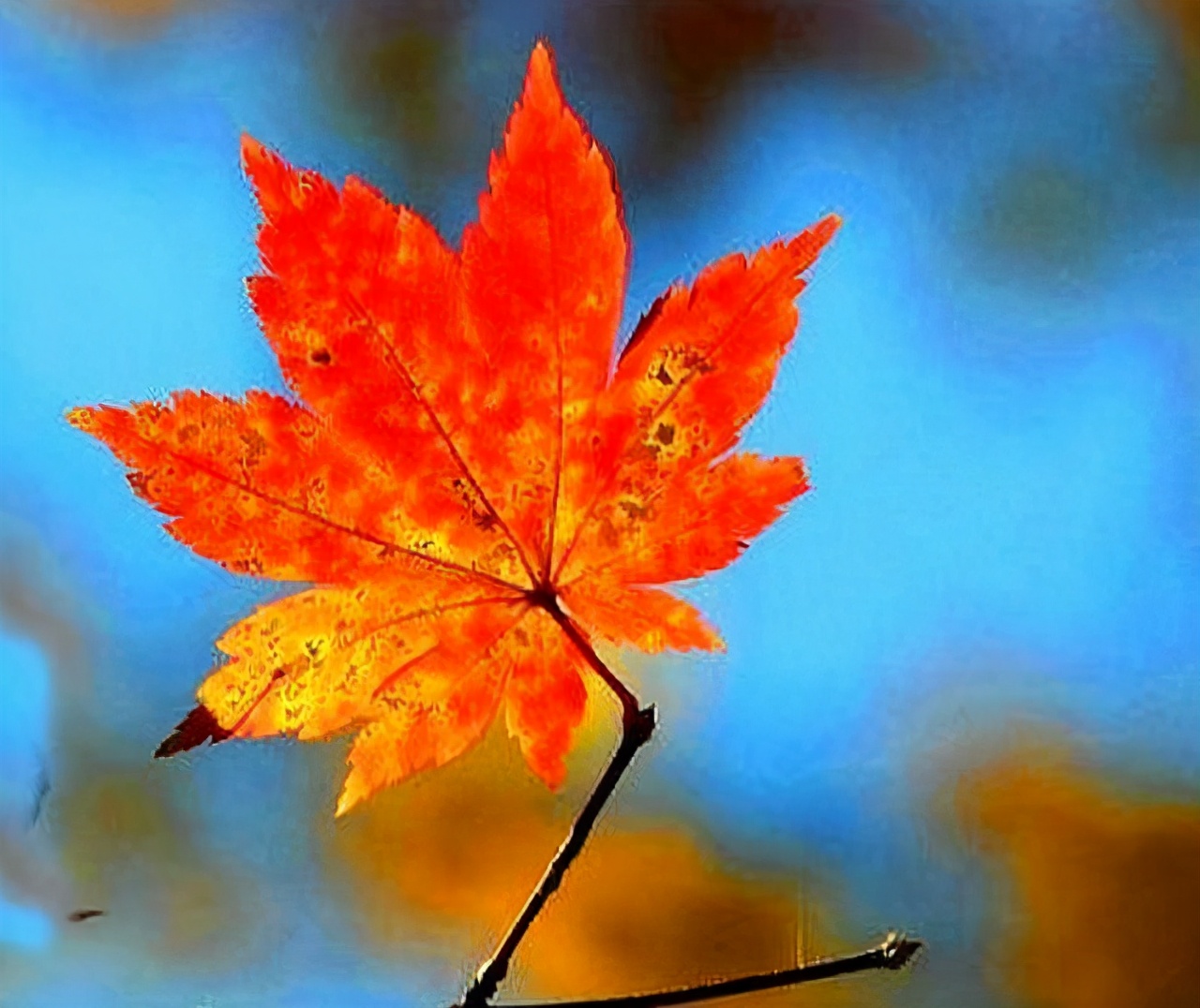 追女人的方法和技巧,正确的追女孩子的步骤