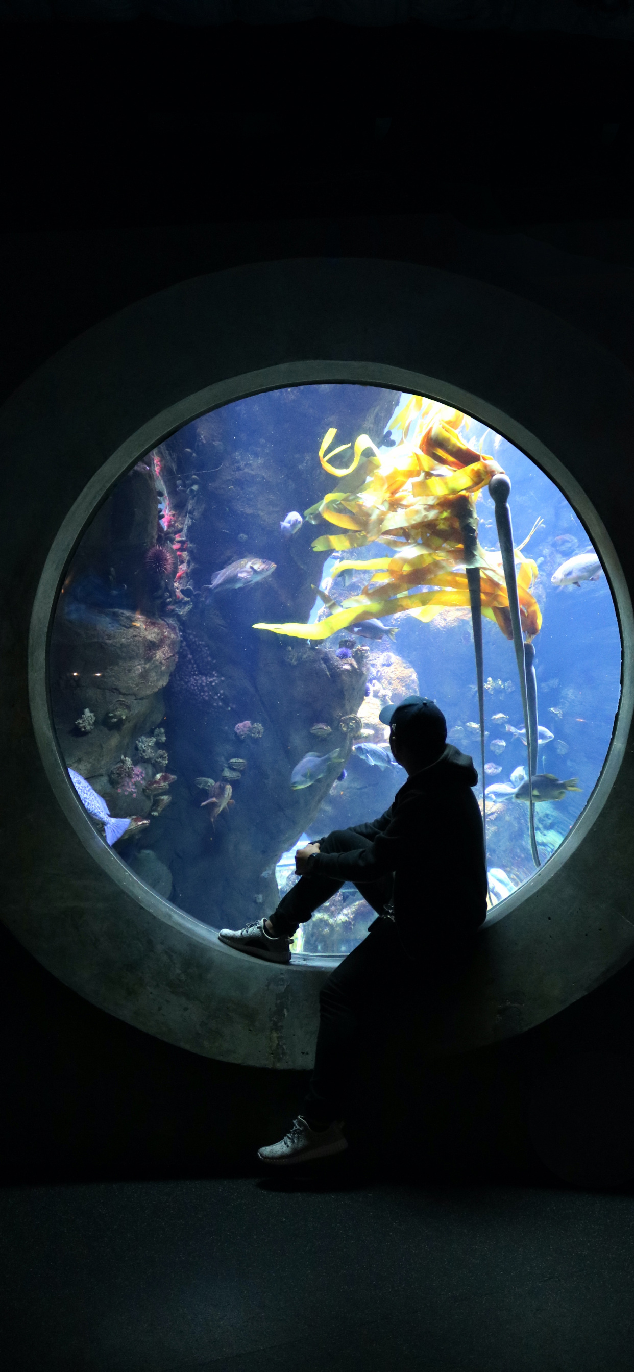 刘海屏手机壁纸苹果,iphone11桌面壁纸刘海屏