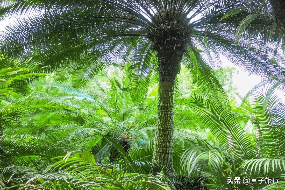 先有苏铁王后有南宁城，它是恐龙的美食植物界活化石，堪称国宝