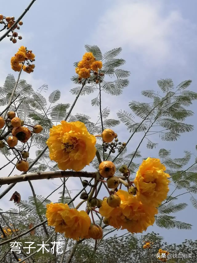 西双版纳景洪景区介绍,西双版纳景洪旅游胜地