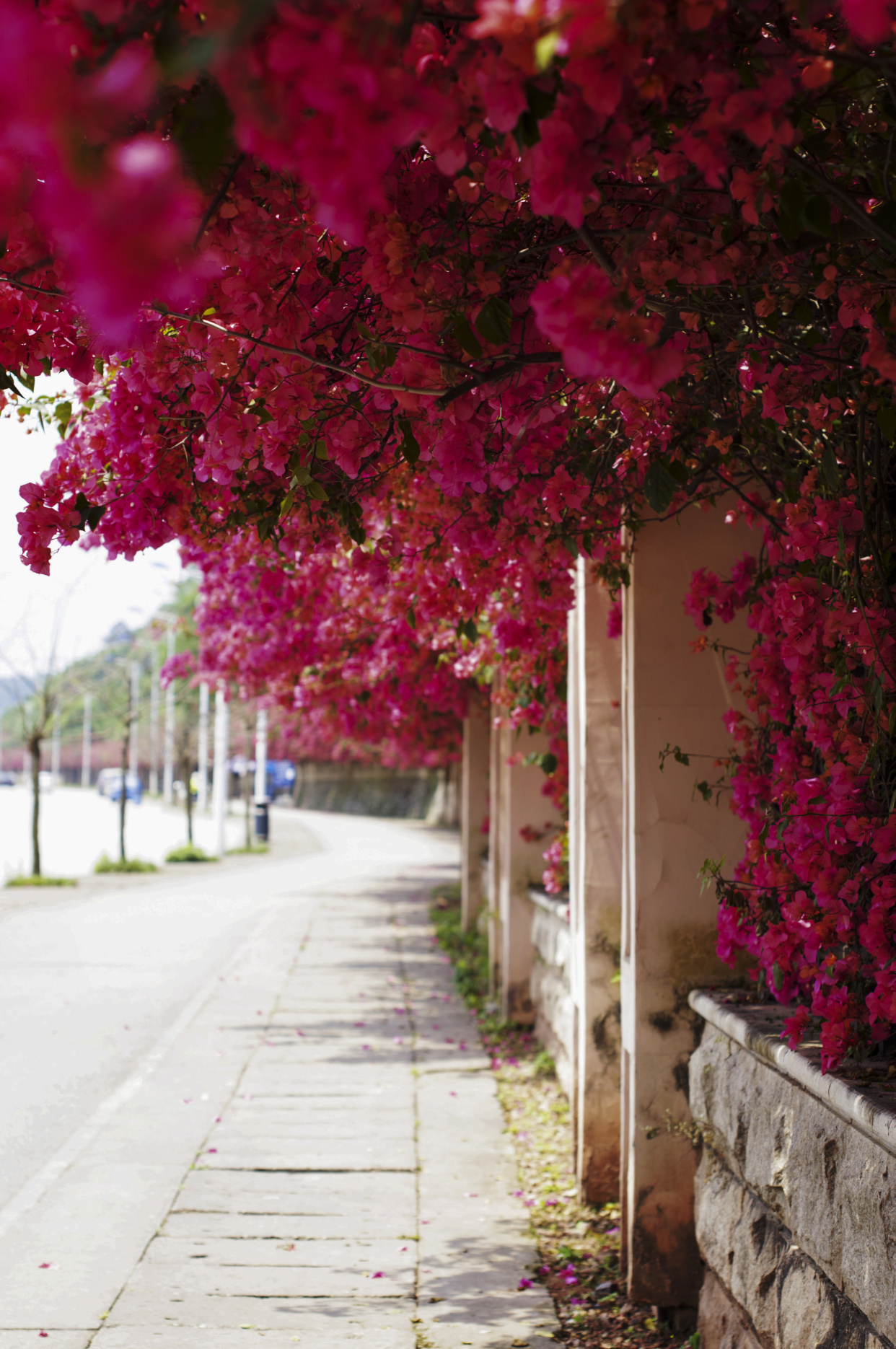 绿化带常见植物名称及图片,100种绿化带或路边常见的花草