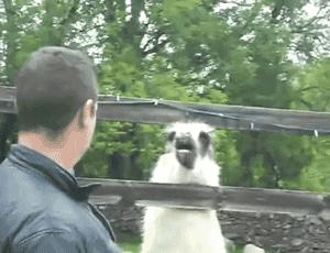 知常识|如果人嘴里没有唾液会怎样？