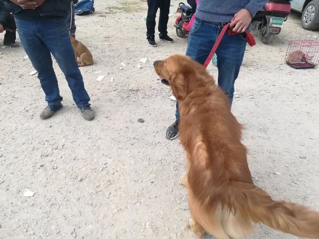 金毛600块钱卖给狗贩子,狗市来了一对双胞胎金毛900块钱卖