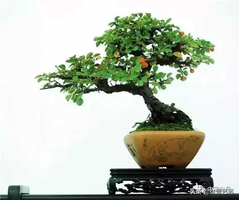 天生好养的36种盆景植物,什么植物盆景适合屋内养