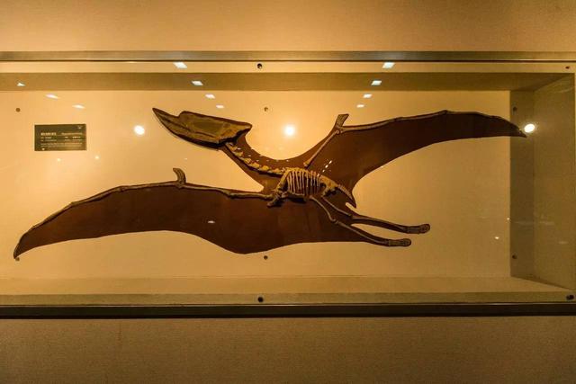 现实中拍摄到的翼龙,一百年前翼龙照片