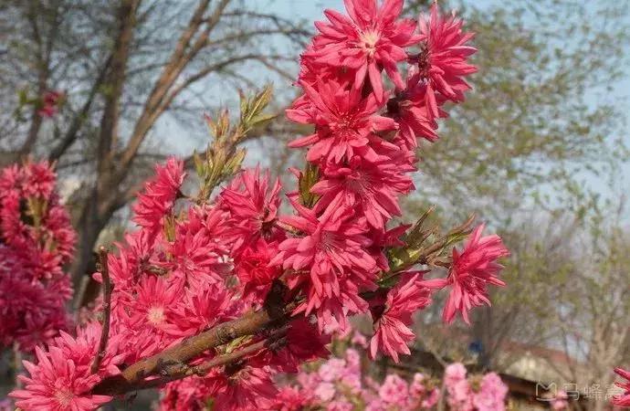 天津春天踏青好地方,天津武清踏青好去处