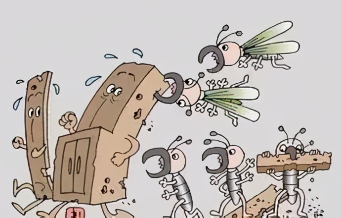 装修入住的房子怎么消灭白蚁,装修前除白蚁最简单有效的方法