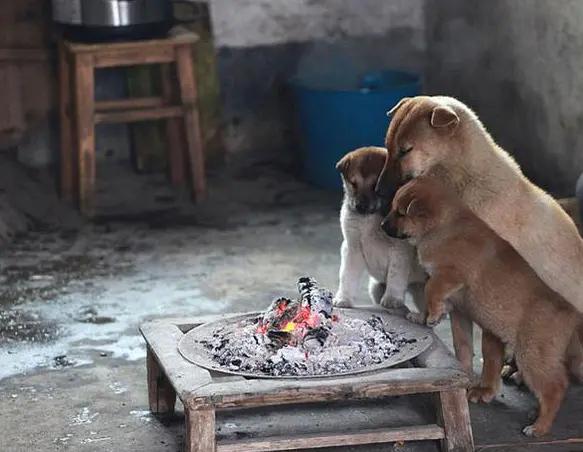 收购老土狗有什么用,农村有人高价收购10年以上老土狗